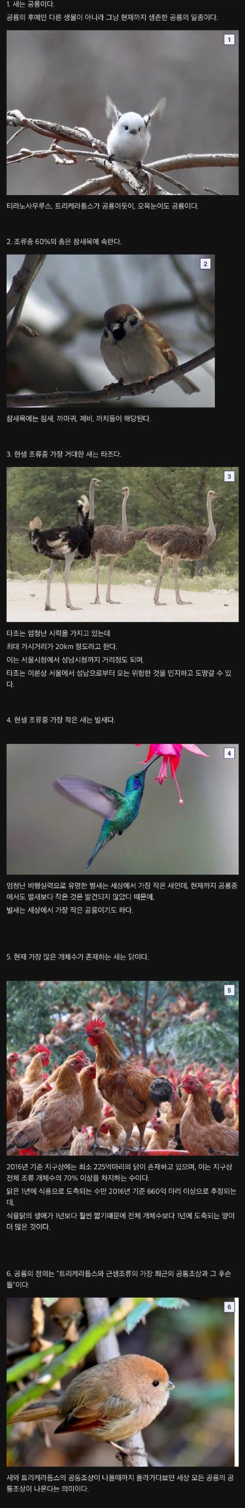새(bird)에 대한 재미있는 사실들._1.webp