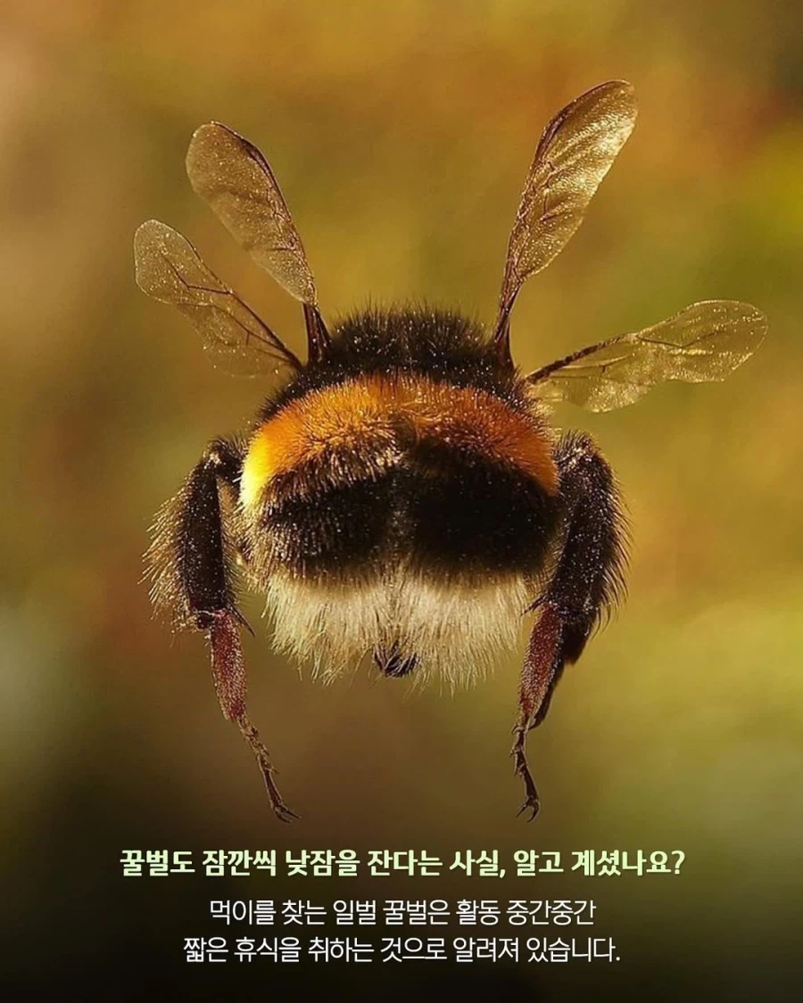 꿀벌들은 힘들면 꽃 위에서 낮잠 잔다??_2.webp