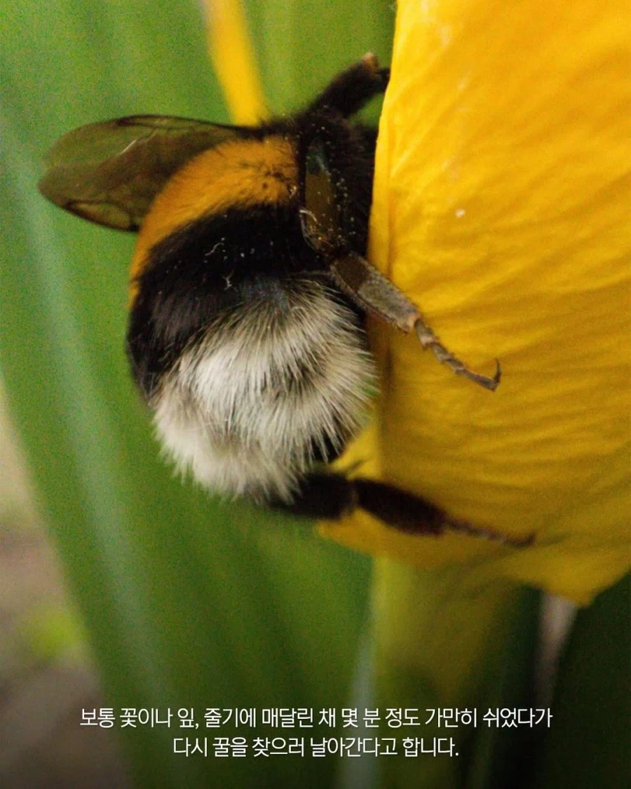 꿀벌들은 힘들면 꽃 위에서 낮잠 잔다??_4.webp