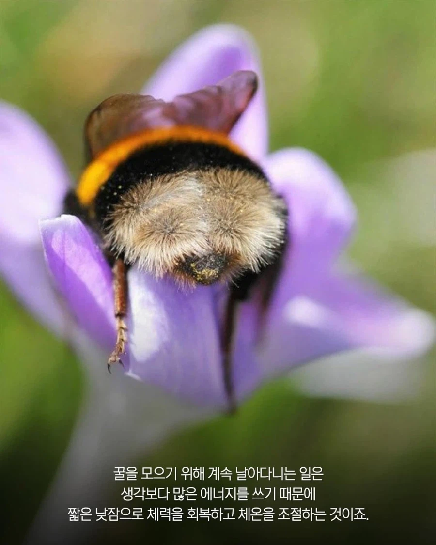꿀벌들은 힘들면 꽃 위에서 낮잠 잔다??_5.webp