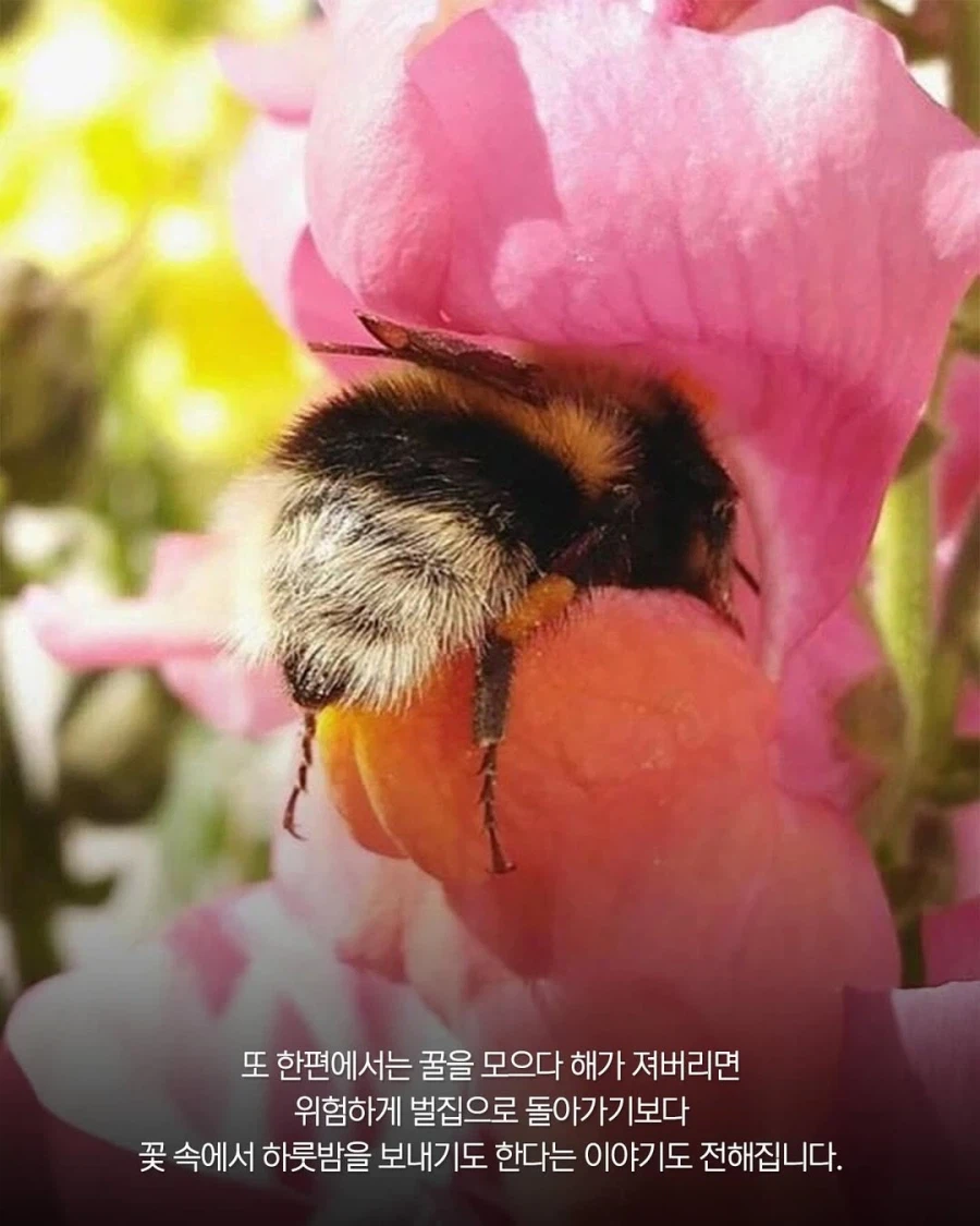 꿀벌들은 힘들면 꽃 위에서 낮잠 잔다??_6.webp
