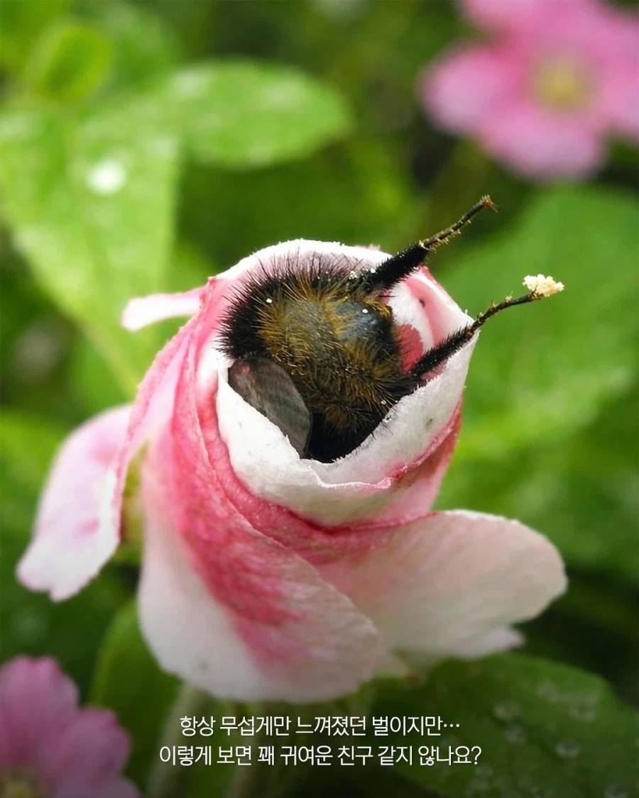 꿀벌들은 힘들면 꽃 위에서 낮잠 잔다??_7.webp
