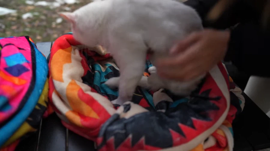 캠핑 하러 갈 땐 반드시 고양이를 데려가야 하는 이유_2.webp