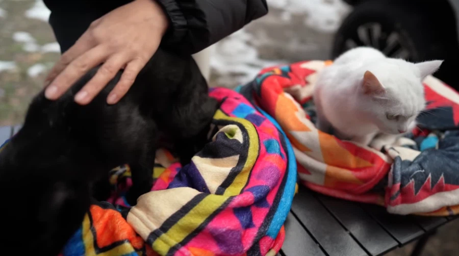 캠핑 하러 갈 땐 반드시 고양이를 데려가야 하는 이유_3.webp