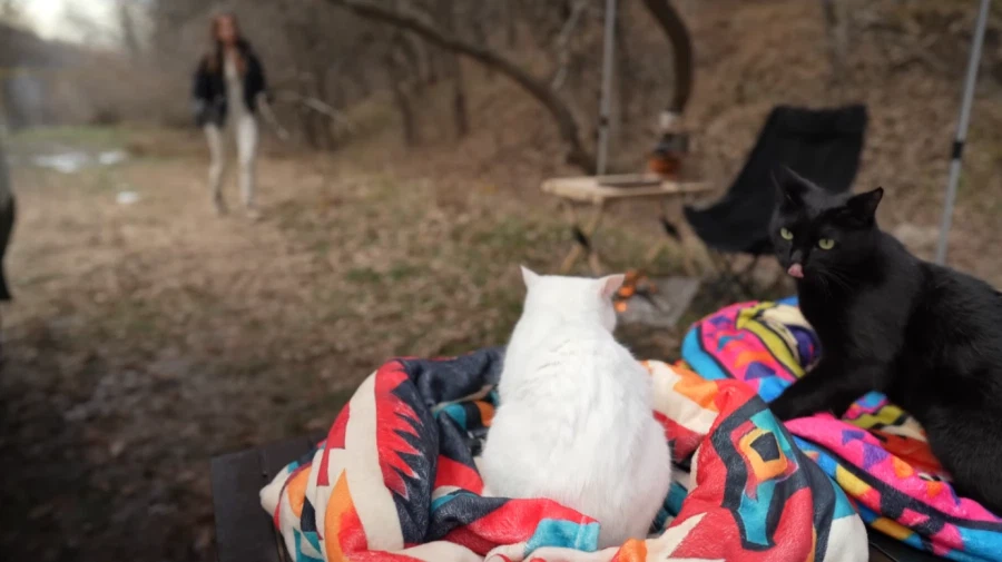 캠핑 하러 갈 땐 반드시 고양이를 데려가야 하는 이유_4.webp