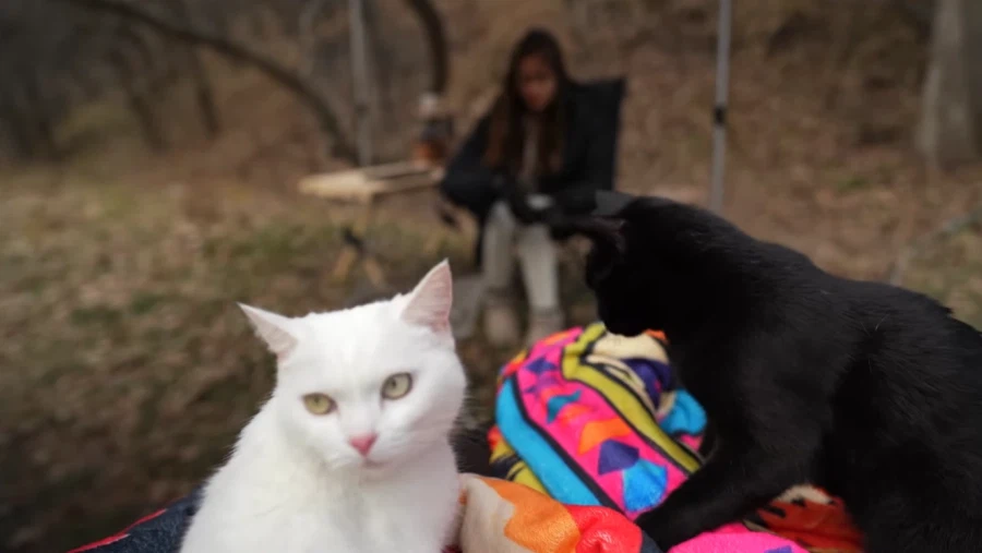 캠핑 하러 갈 땐 반드시 고양이를 데려가야 하는 이유_5.webp