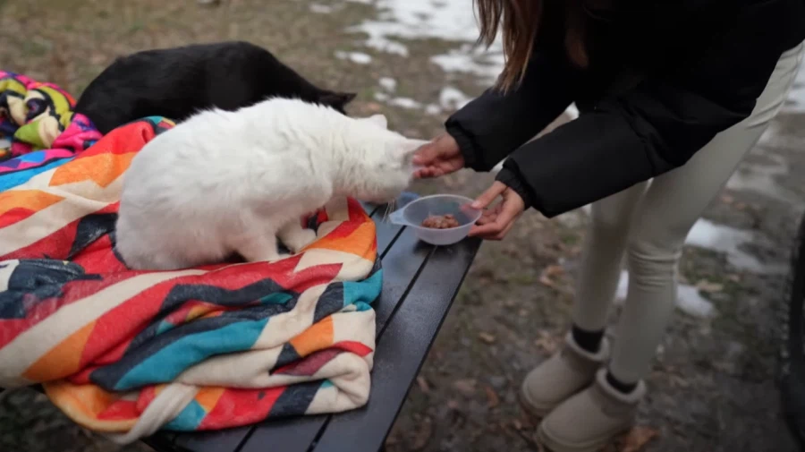 캠핑 하러 갈 땐 반드시 고양이를 데려가야 하는 이유_6.webp