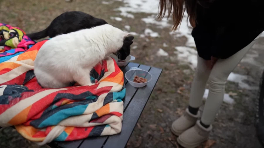 캠핑 하러 갈 땐 반드시 고양이를 데려가야 하는 이유_7.webp