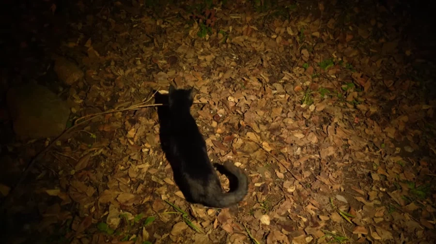 캠핑 하러 갈 땐 반드시 고양이를 데려가야 하는 이유_9.webp