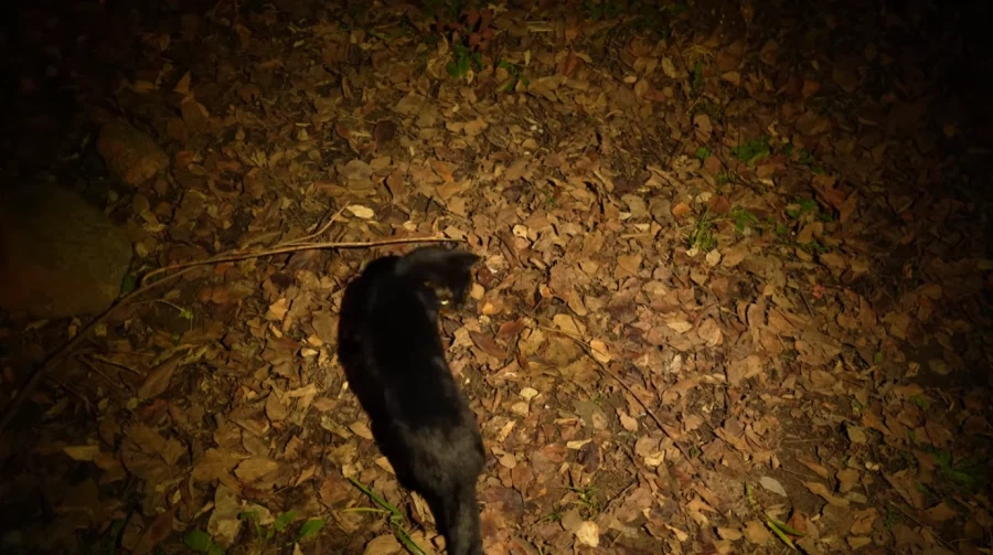 캠핑 하러 갈 땐 반드시 고양이를 데려가야 하는 이유_10.webp