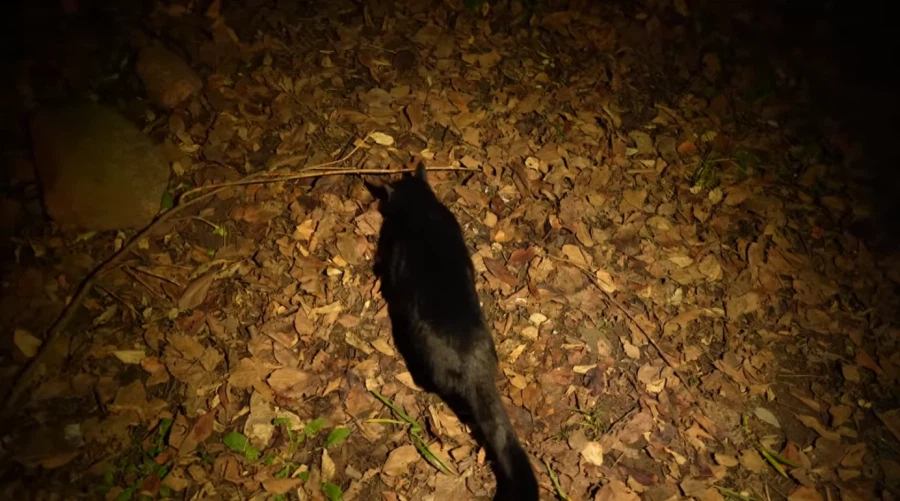 캠핑 하러 갈 땐 반드시 고양이를 데려가야 하는 이유_11.webp