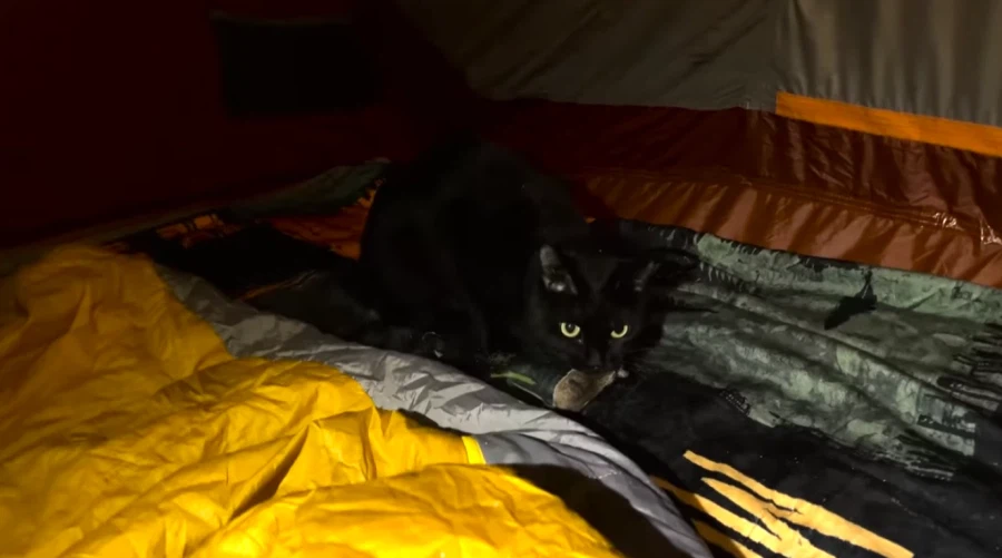 캠핑 하러 갈 땐 반드시 고양이를 데려가야 하는 이유_13.webp