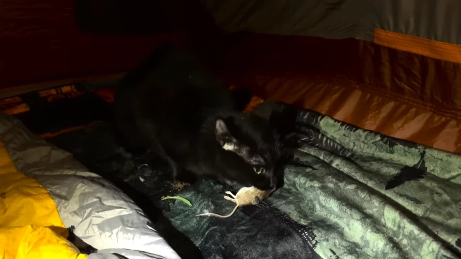 캠핑 하러 갈 땐 반드시 고양이를 데려가야 하는 이유_14.webp