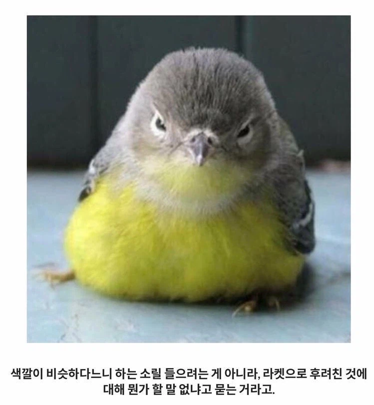 테니스 공처럼 생긴 조류_1.webp