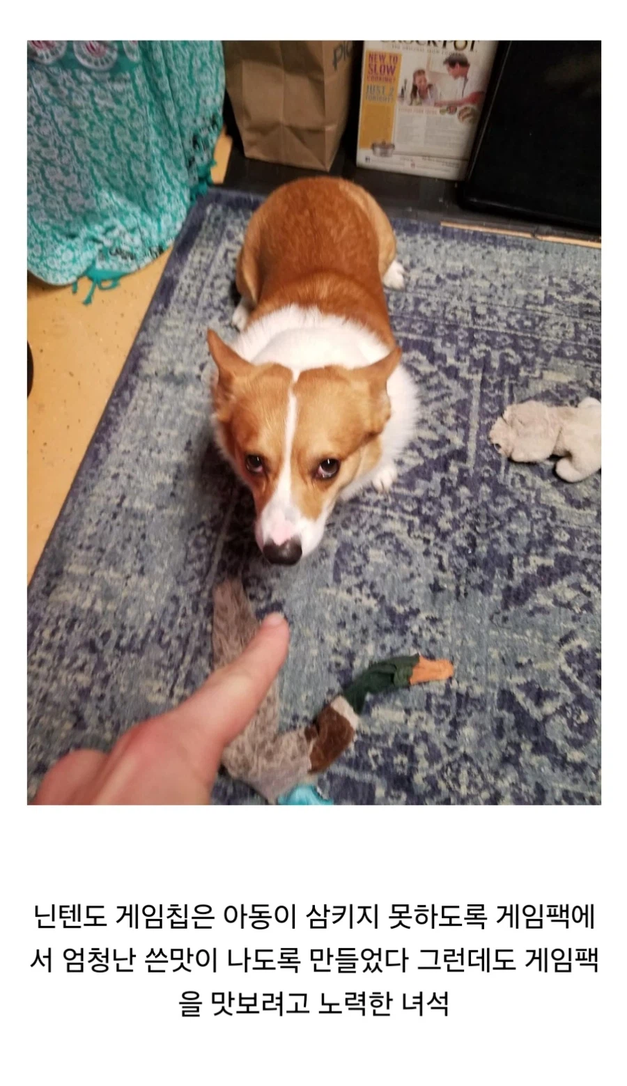 닌텐도 게임팩은 애들이 못먹도록 쓴맛이 나게 했습니다_2.webp