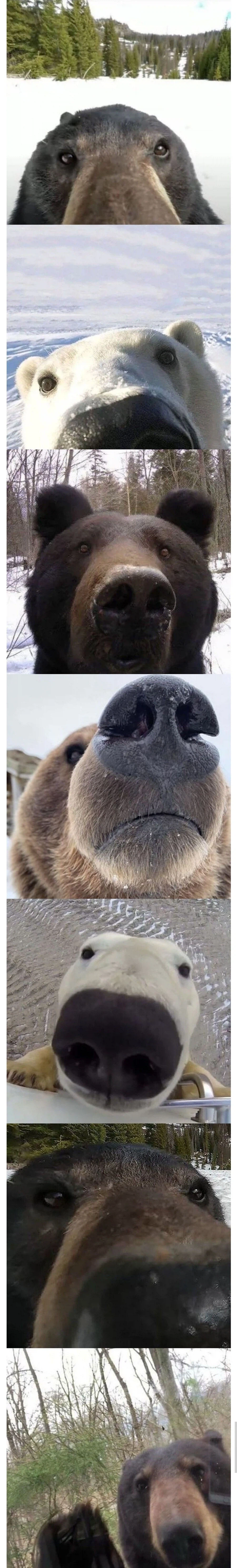 사진빨 기가막히게 잘 받는 곰탱이들.jpg_1.webp