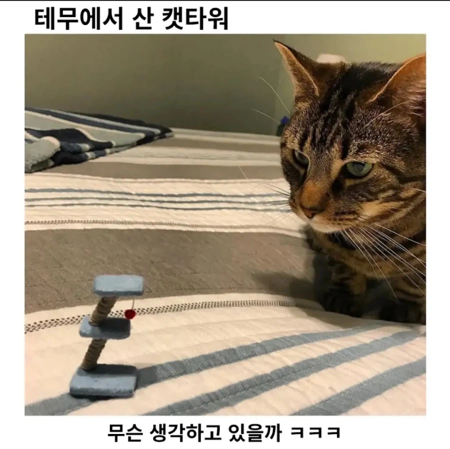 테무산 캣타워_1.webp