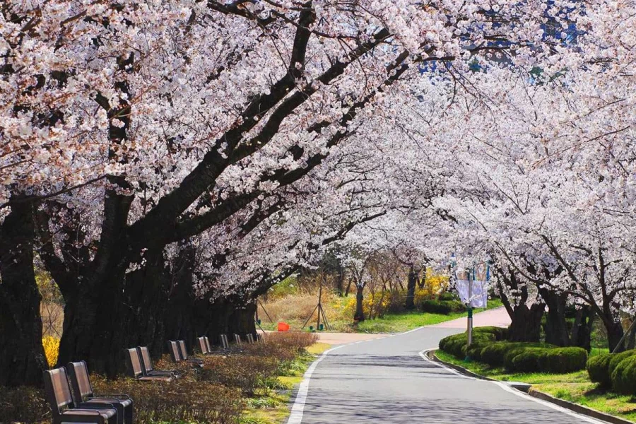 의외로 벛꽃이 아름다운 나라_1.webp