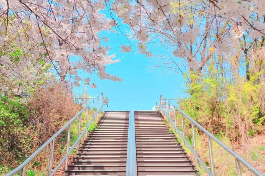 의외로 벛꽃이 아름다운 나라_2.webp