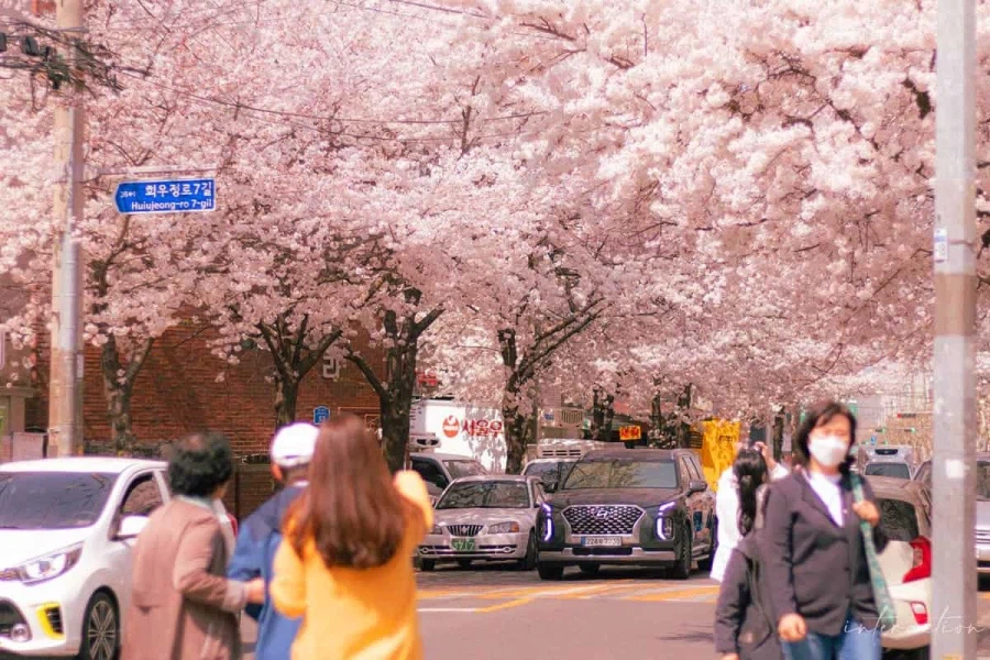 의외로 벛꽃이 아름다운 나라_3.webp