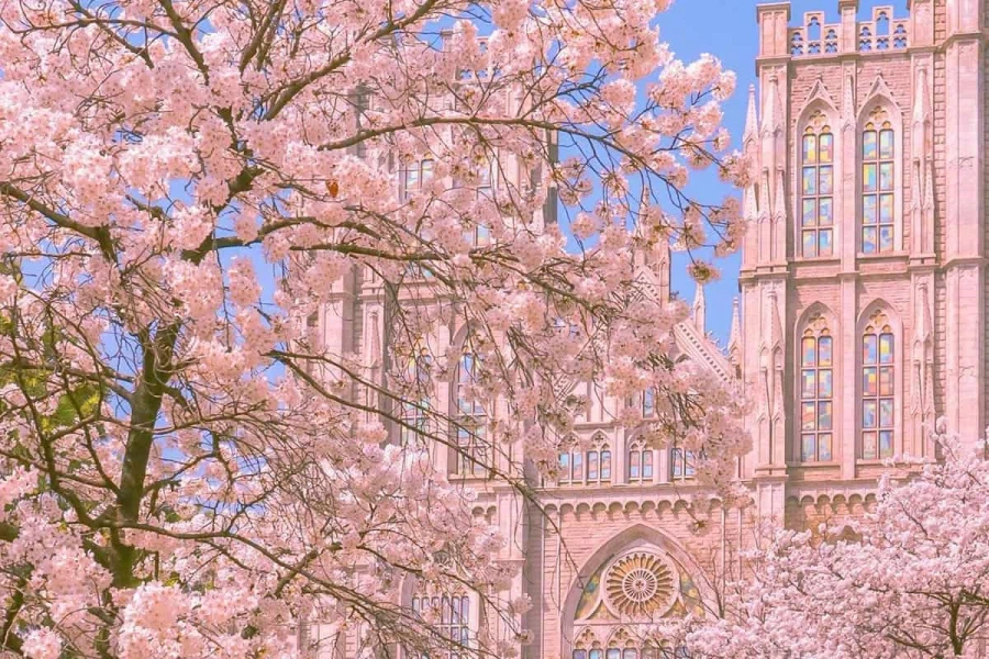 의외로 벛꽃이 아름다운 나라_4.webp