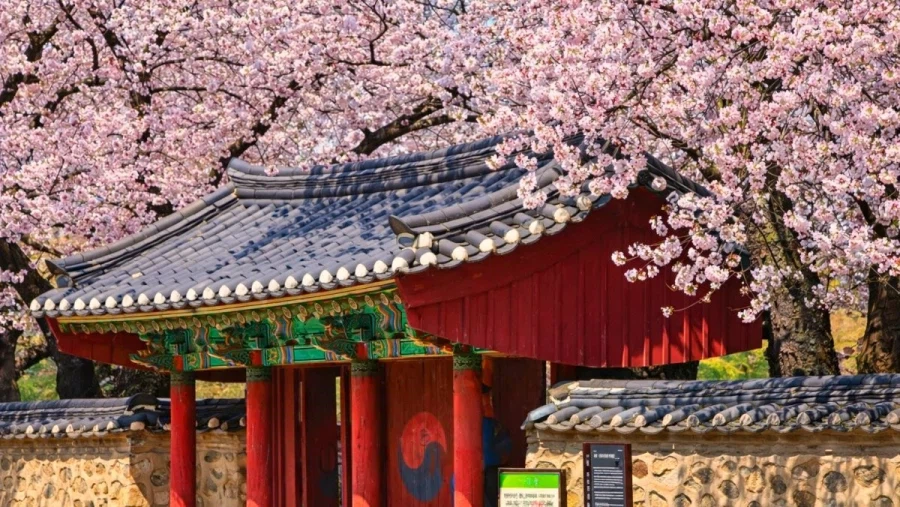 의외로 벛꽃이 아름다운 나라_5.webp