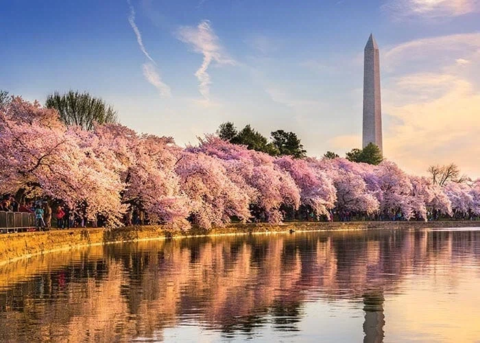 의외로 벛꽃이 아름다운 나라_8.webp