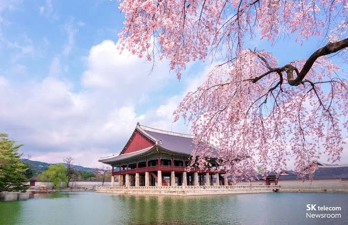 의외로 벛꽃이 아름다운 나라_7.webp