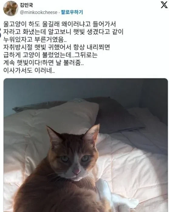 ? : 집사야! 볕 들어온다! 빨리 와라!!_1.webp