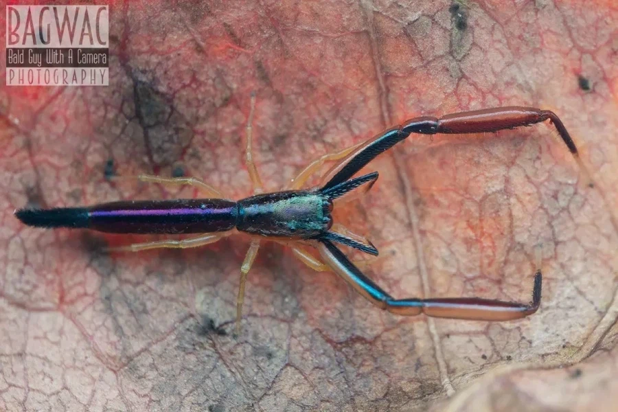 [약혐] 신기하게 생긴 거미.jpg_3.webp