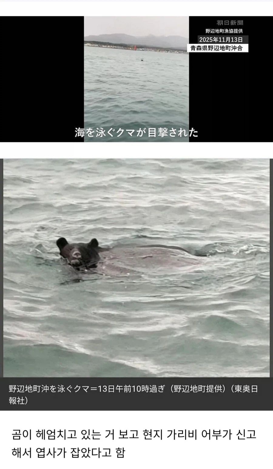 일본 바다에서도 출몰한 곰_1.webp