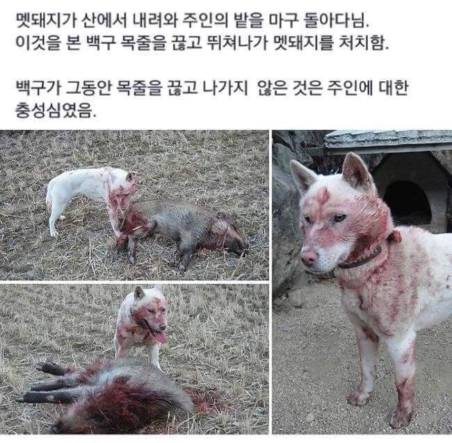 강아지가 목줄을 끊은 이유_1.webp