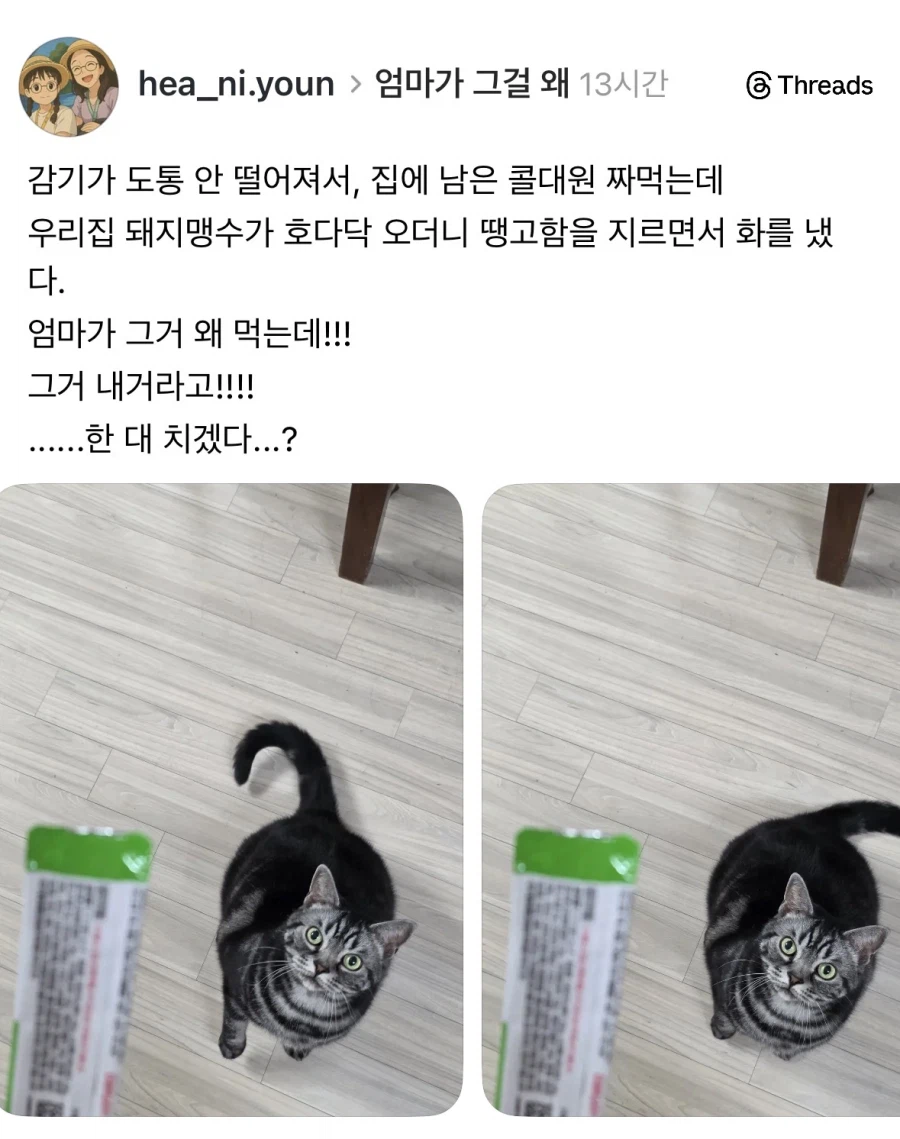 고양이 있는 집에서 눈치보며 먹어야하는 것.jpg_1.webp