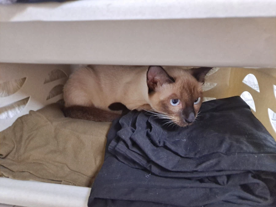 고양이특 : 일단 들어가고 본다...._1.webp