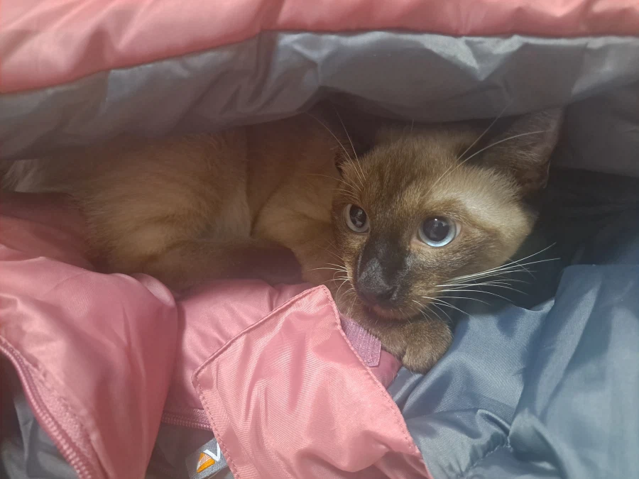 고양이특 : 일단 들어가고 본다...._2.webp