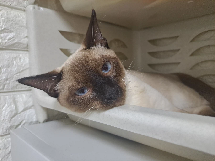 고양이특 : 일단 들어가고 본다...._3.webp