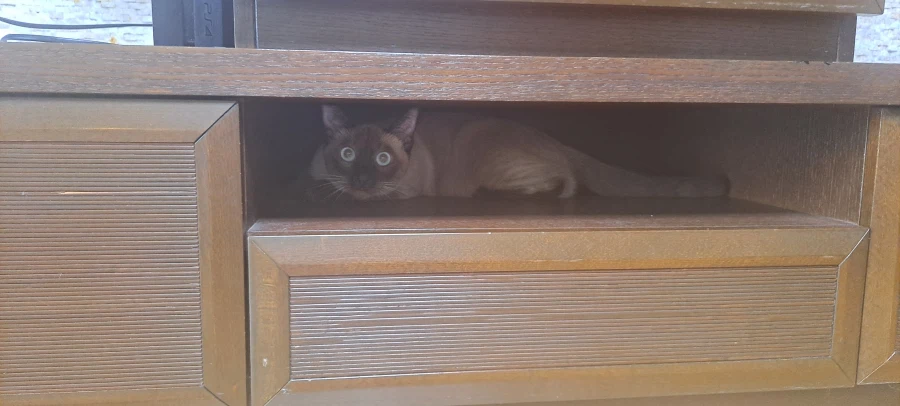 고양이특 : 일단 들어가고 본다...._5.webp