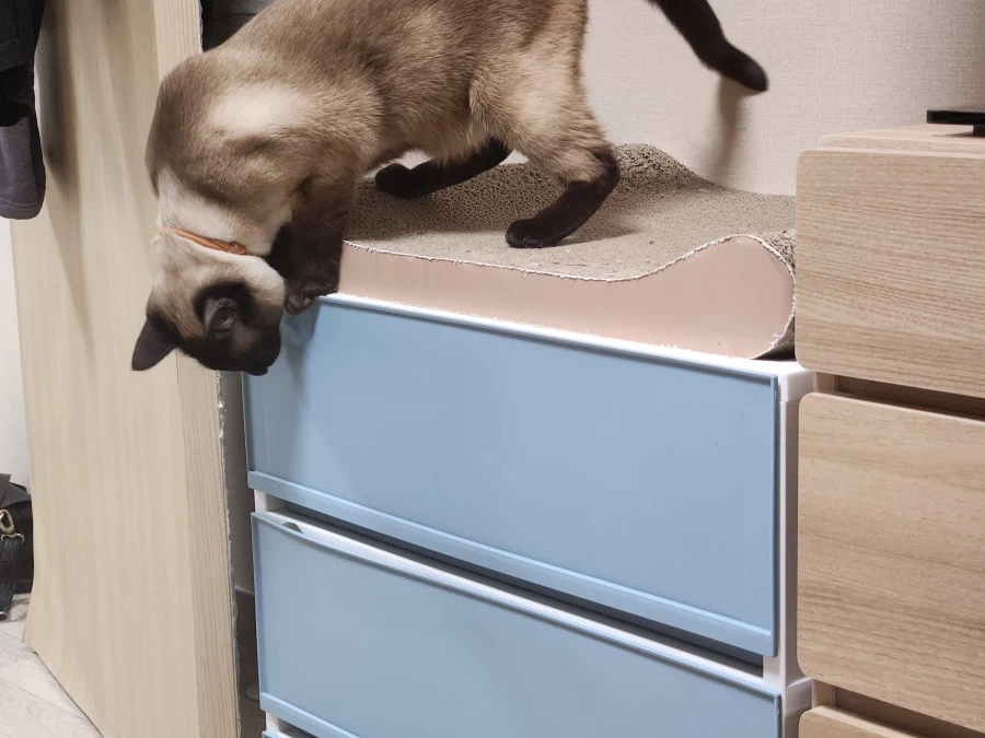 고양이특 : 일단 들어가고 본다...._10.webp