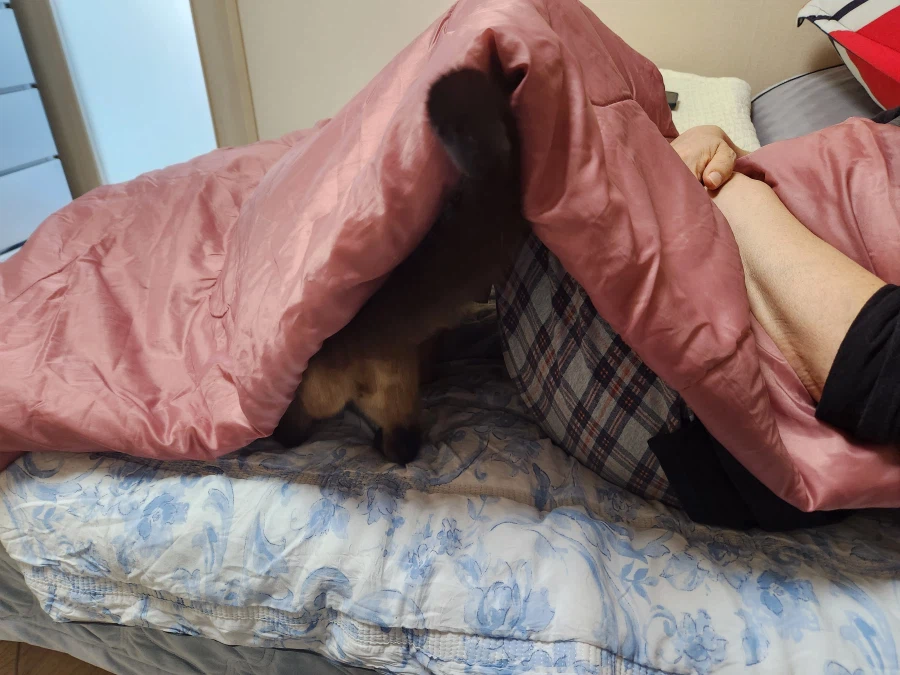 고양이특 : 일단 들어가고 본다...._7.webp