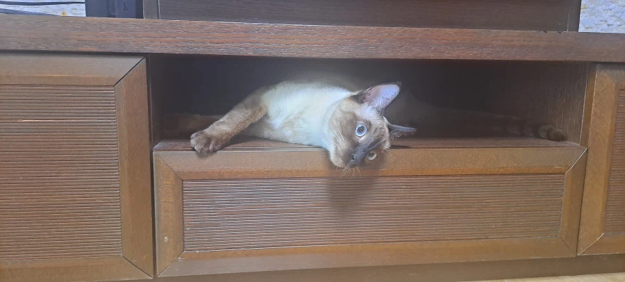 고양이특 : 일단 들어가고 본다...._6.webp