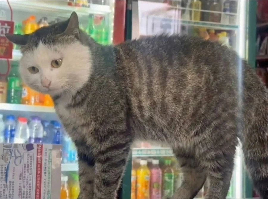 얼굴만 왁싱한듯한 고양이_1.webp