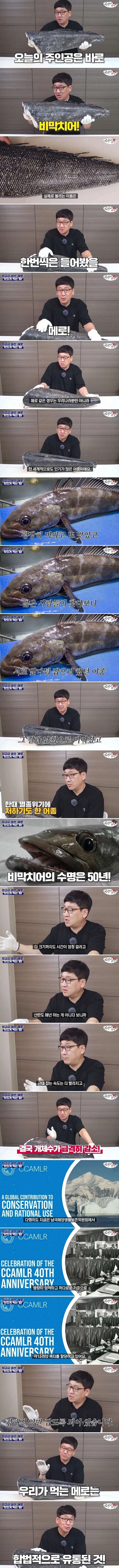 너무 맛있어서 멸종될 뻔한 생선.jpg_1.webp