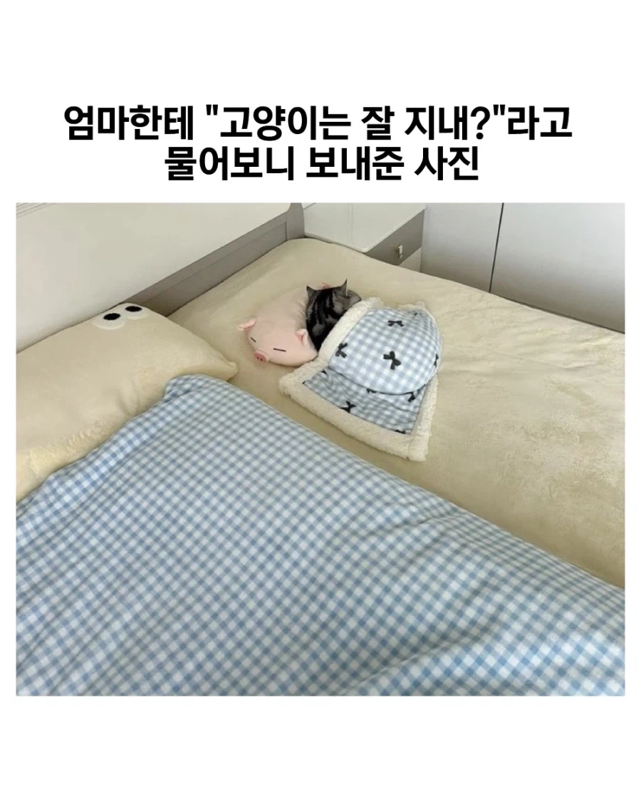 고양이 잘 지내냐고 물어봤는데..._1.webp