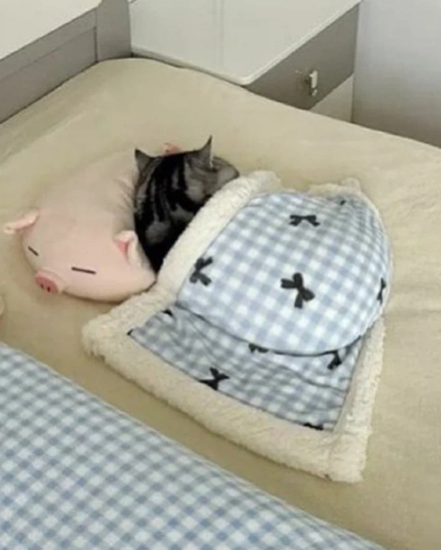 고양이 잘 지내냐고 물어봤는데..._2.webp