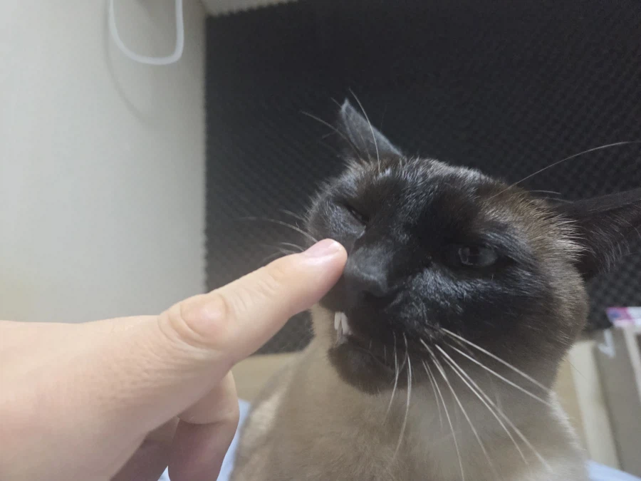 이건 고양이랑 손가락 인사하는 것입니다~_1.webp