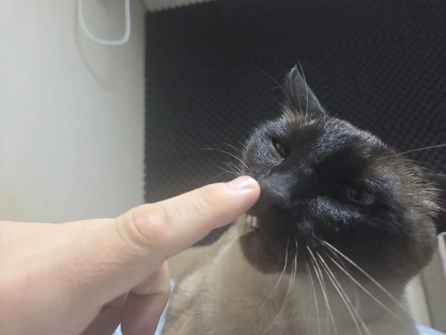 이건 고양이랑 손가락 인사하는 것입니다~_2.webp