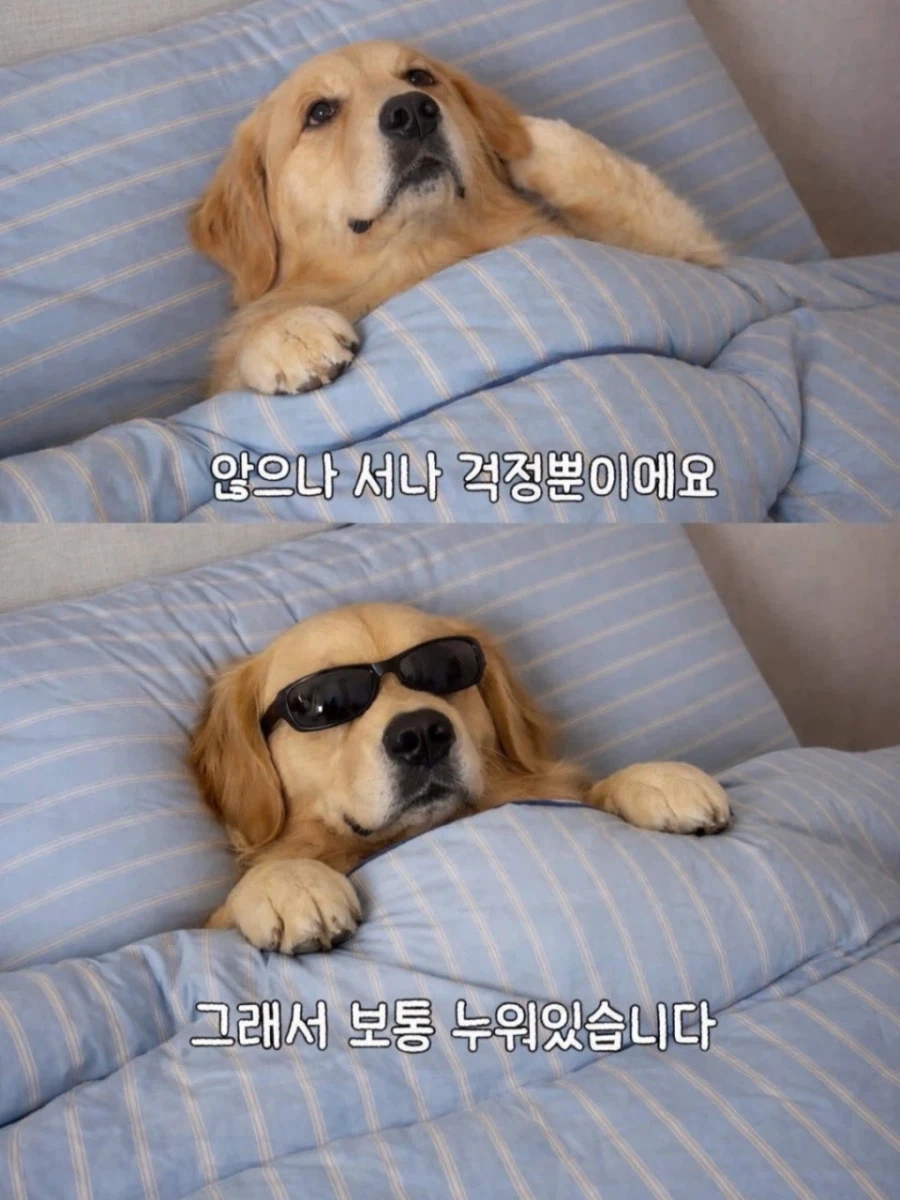 앉으나 서나 걱정 뿐이예요.jpg_1.webp