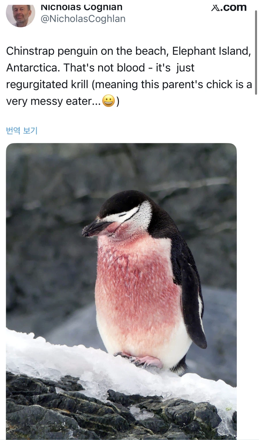혐) 육아에 지친 펭귄_1.webp