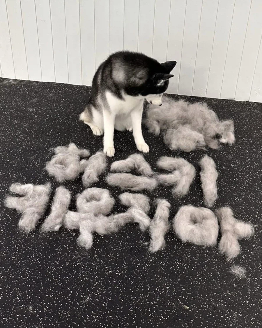 허스키 털빠지는 수준_1.webp