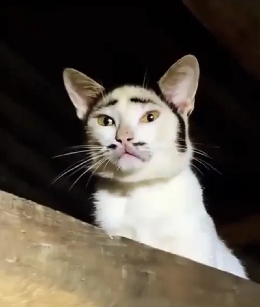 3류 악당처럼 생긴 고양이_1.webp